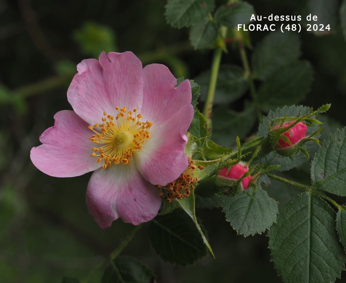 Sweetbriar, Hairy-leaved flower